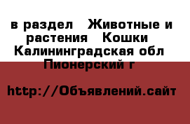  в раздел : Животные и растения » Кошки . Калининградская обл.,Пионерский г.